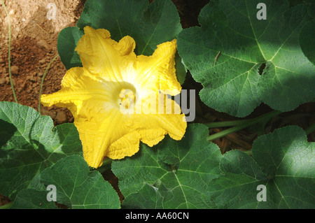 Fleur de légumes citrouille rouge Nom Botanique Famille Cucurbitaceae Cucurbita maxima Duch Banque D'Images