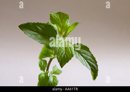 Vert sauvage plante saine Tulsi Holy Basil Plant de dévotion et d'amour Ocimum sanctum Inde médecine ayurvédique herb traitement de fines herbes Banque D'Images