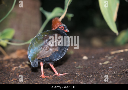 Rollulus rouloul PARTRIDGE à crête Banque D'Images