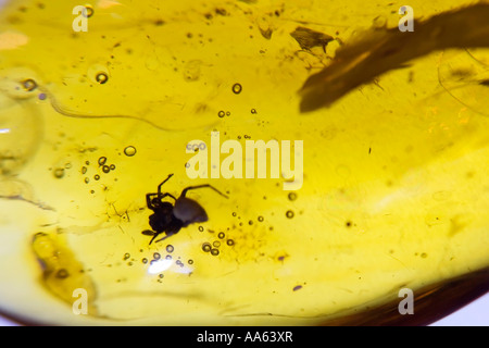 Un insecte dans un morceau d'ambre de la Baltique , Affichage des bijoux d'ambre, Gdansk, occidentale, en Pologne. Banque D'Images