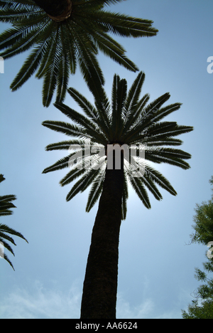 Silhouette de Palmiers à Séville Espagne avec soleil caché derrière Banque D'Images