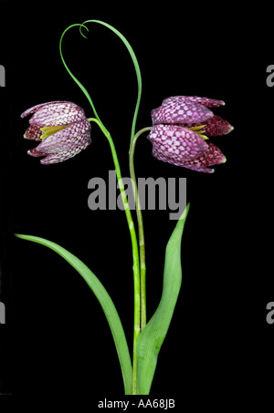 Fritillaria meleagris deux serpents Head Fritillary fleurs sur fond noir Banque D'Images