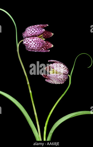 Fritillaria meleagris deux serpents Head Fritillary fleurs sur fond noir Banque D'Images