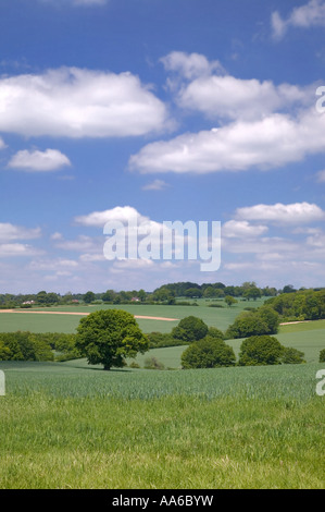 Paysage de champs verts et ciel bleu prise dans un champ dans le Hampshire, en Angleterre. Banque D'Images