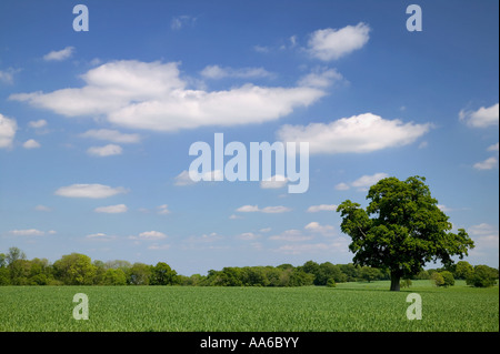 Vieux Chêne dans un champ de blé pris dans un champ dans le Hampshire, en Angleterre. Banque D'Images