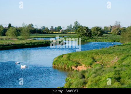 Cygnes sur la rivière Nene entre Wadenhoe et Achurch, Northamptonshire. Banque D'Images