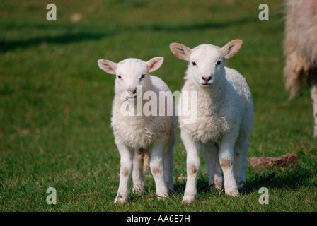 Moutons et agneaux dans un champ du Northamptonshire Banque D'Images