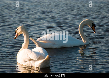 Cygnes sur la rivière Nene Banque D'Images