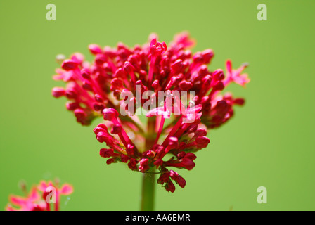 Centranthus ruber, également appelé ou Valériane valériane rouge ou la barbe de Jupiter. Une plante de jardin populaire pour ses fleurs ornementales. Banque D'Images