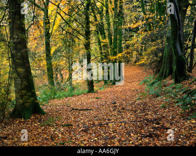 Bois de hêtre en automne à Dommett bois sur les pentes de la collines de Blackdown à Somerset Banque D'Images