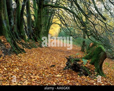 Bois de hêtre en automne à Dommett bois sur les pentes de la collines de Blackdown à Somerset Banque D'Images