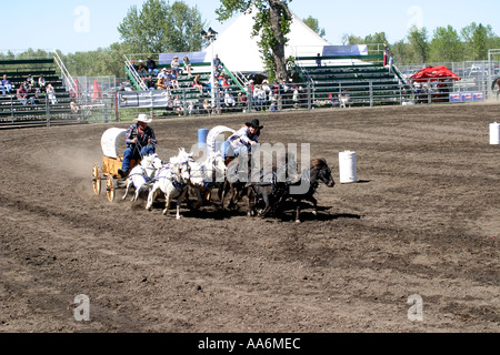 Rodeo Alberta Canada Mini course de chariots porte-pinces Banque D'Images