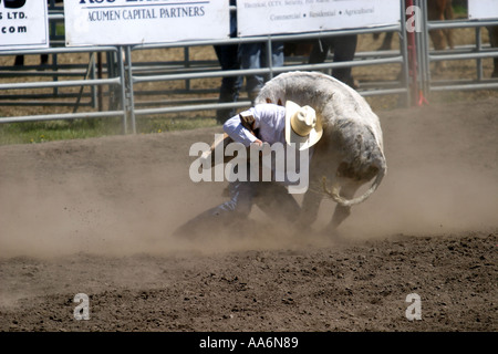 Canada Alberta rodéo Steer wrestling Banque D'Images