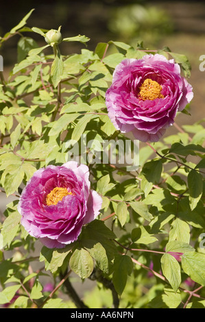 Fleurs de pivoine de Suffruticosa rose éclatante (Paeonia suffruticosa) avec des centres jaunes et des feuilles vertes dans un cadre de jardin. Banque D'Images