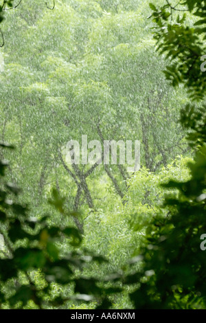 Pluie d'été torrentielles saisonnières en forêt tropicale, forêt, pays de Galles, Royaume-Uni. Banque D'Images
