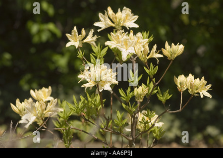 Belles fleurs printanières jaune pâle d'Azalée japonaise - molle Rhododendron, originaire de Chine et du Japon, capturées dans la lumière douce du soleil. Banque D'Images