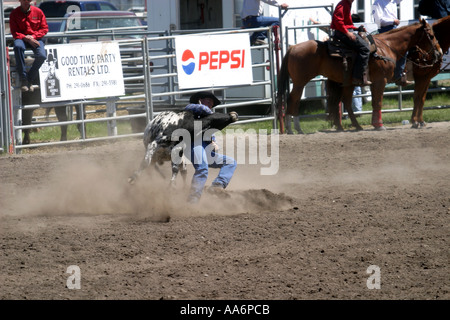 Canada Alberta rodéo Steer wrestling Banque D'Images