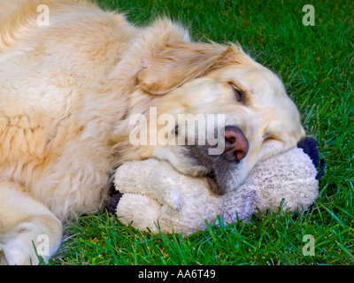 Golden Retriever chien dormir à la maison dans le jardin dans un écrin de verdure avec son jouet préféré Banque D'Images