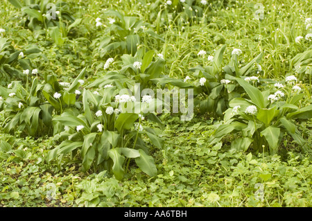 Fleurs printanières blanches et larges feuilles vertes d'ail d'ours, Allium Ursinum poussant dans un champ luxuriant. Banque D'Images