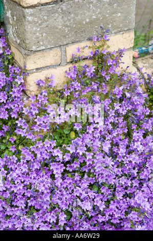 Bellflower Campanula poscharskana contre un mur de jardin Wales UK Banque D'Images