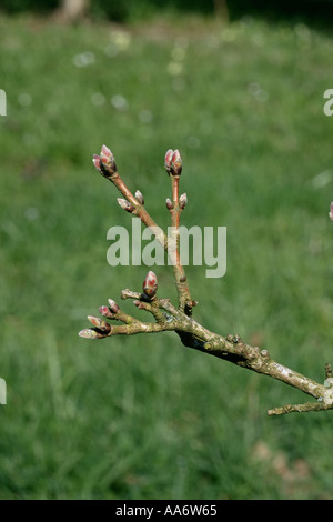 Domaine MAPLE Acer campestre Banque D'Images