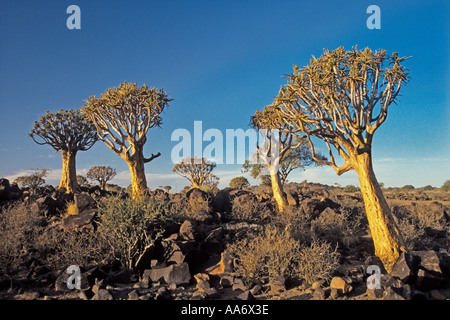 Kokerboom ou arbres carquois Aloe dichotoma Namibie Afrique du Sud Banque D'Images