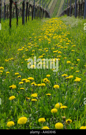 Pissenlit Taraxacum officinale Loewenzahn Banque D'Images