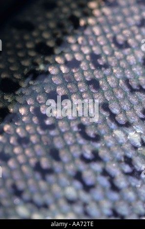 Close up de saumons chinook scales Banque D'Images