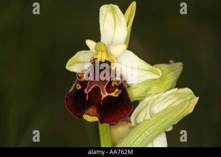 La fin de l'orchidée bourdon Bavaria Allemagne Europe Banque D'Images