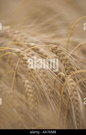 Épis de blé mûrs dans le champ de plus en plus prêt pour la récolte, 'close up', Oxfordshire, England, UK, l'été Banque D'Images