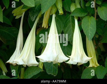 Brugmansia arborea Brugmansia Datura Datura arborea syn cornigera cornigera Trompettes des Anges Banque D'Images