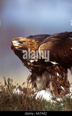 Aigle royal Aquila chrysaetos adulte sur lièvre proie Banque D'Images