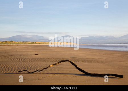 Bâton courbé sur les sables vides de la plage de Llanddwyn avec vue sur le point Abermenai. Newborough Isle Of Anglesey North Wales Royaume-Uni Grande-Bretagne Banque D'Images