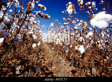 Récolte à maturité prêt non-labour coton avec capsules entièrement ouverte, les chaumes de blé empêche les chasse-sable un dommage à jeune coton / Arkansas Banque D'Images