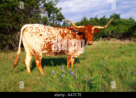 - Élevage vache Texas Longhorn dans un vert pâturage avec bluebonnets / Texas Hill Country, Texas, USA. Banque D'Images