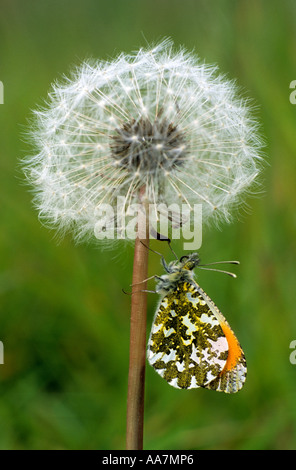 Astuce orange butterfly Anthocharis cardamines sur un pissenlit réveil été Cornwall Banque D'Images
