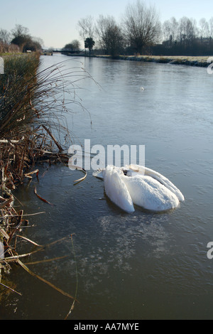 Cygne tuberculé Cygnus olor mort dans un canal glacé Devizes Wiltshire Hiver 2006 Banque D'Images