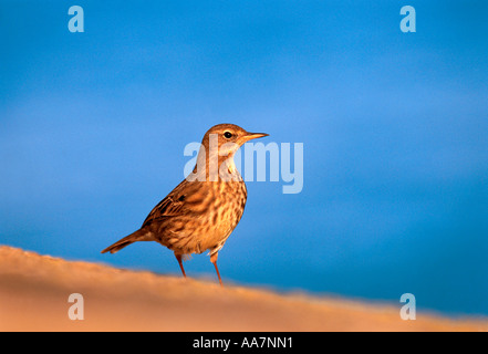 Pipit Anthus petrosus rock 2005 Cornwall Banque D'Images