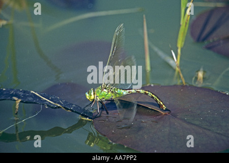 L'Empereur libellule Anax imperator femelle en ponte Cornwall Été 2005 Banque D'Images