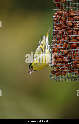 Siskin Carduelis spinus et hiver conrwall sur Banque D'Images