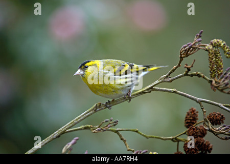 Carduelis spinus tarin des aulnes mâle sur l'hiver de Cornwall de la direction générale Banque D'Images