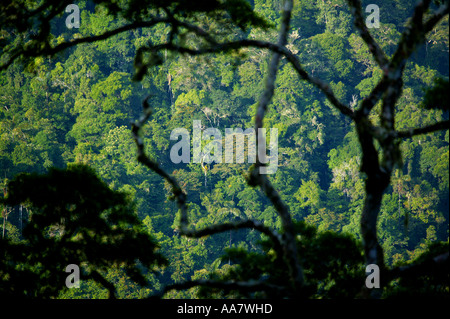 Et dense forêt tropicale vierge vu de Cerro Pirre dans le parc national de Darien, province de Darién, République du Panama. Banque D'Images