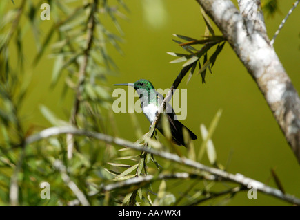 Snowy-bellied Hummingbird, Amazilia edward, sur une branche dans la forêt près de Cerro Punta, Chiriqui province, République du Panama. Banque D'Images