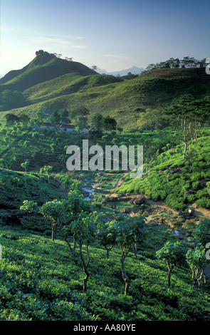 Plateau Planatation nr Hunas Falls District Matale Hill Country nr Kandy au Sri Lanka Banque D'Images