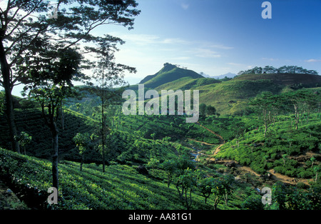 Plateau Planatation nr Hunas Falls District Matale Hill Country nr Kandy au Sri Lanka Banque D'Images