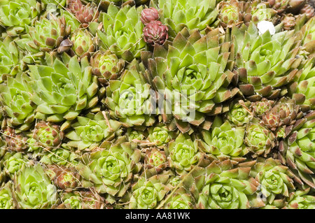 Barbe de Jove plant - Crassulaceae - Jovibarba hirta Banque D'Images