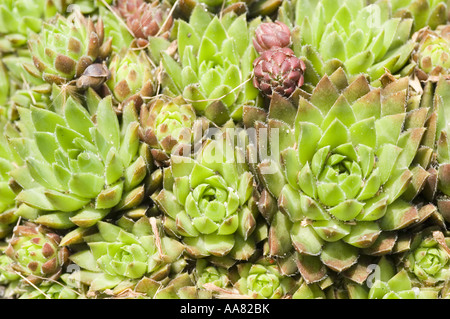 Barbe de Jove plant - Crassulaceae - Jovibarba hirta Banque D'Images