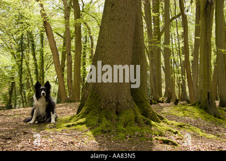 Border Collie attend patiemment en corne bois poutre avec une nouvelle feuille de route au printemps Banque D'Images