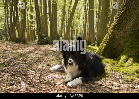 Border Collie fidèle attend en corne printemps en poutre, Kent Banque D'Images