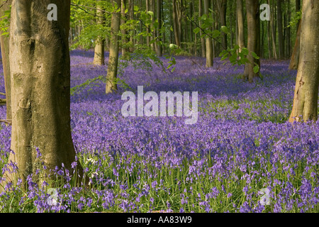 Le printemps avec des tapis de jacinthes des bois à Sussex Banque D'Images